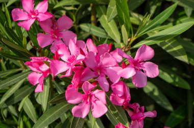 Nerium oleander bright pink flowers in bloom, green leaves on ornamental shrub branches in daylight