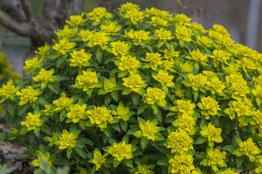 Euphorbia epitymoides yastığı çiçek açan çimenlik bitki, bahar zamanı süs bahçesi parlak sarı çiçekli bitki