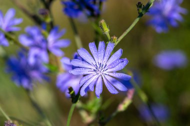 Cichorium intybus yaygın vahşi mavi çiçek çiçek, her daim çiçek açan bekâr düğmeleri tarlaları