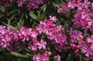 Nerium oleander bright pink flowers in bloom, green leaves on ornamental shrub branches in daylight