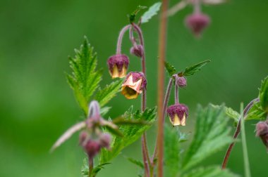 Geum rivale water avens wild flowering plant, purple red and yellow flowers in bloom, italy alps meadow clipart