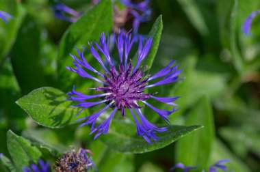 Centaurea montana mountain cornflower bright color blue purple flowers in bloom, knapweed bluet flowering plant