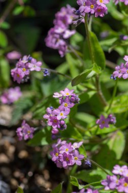 Pale pink myosotis sylvatica in bloom, group of small tiny flowering flowers with yellow center, green plant in sunlight