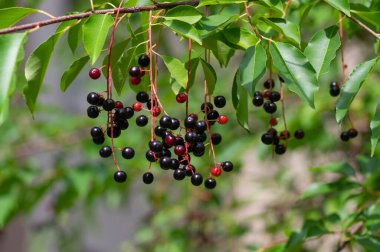 Prunus padus bird cherry hackberry tree branches with hanging black and red fruits, green leaves in autumn daylight, herbal berry medicine