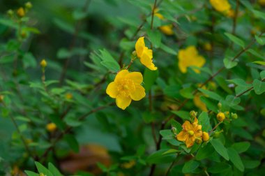 Hypericum androsaemum tutsan çiçek açan parlak sarı çiçekler, çiçek açan meyve bahçeleri