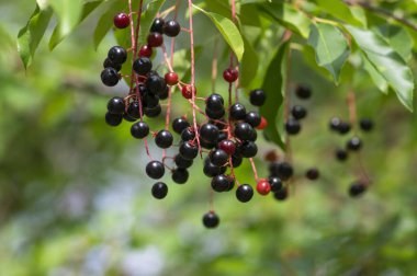 Prunus padus bird cherry hackberry tree branches with hanging black and red fruits, green leaves in autumn daylight, herbal berry medicine