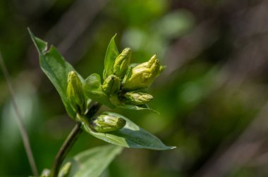 Gentiana punctata, çiçek açmış, sarı renkli, dağ çiçekli, yabani bitki.