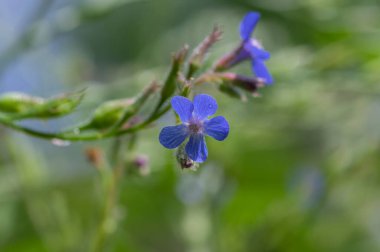 Anchusa azurea Mill. İtalyan böcek ilacı açık mavi çiçekli, tomurcuklar ve yeşil yapraklarla süslenmiş.