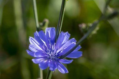 Cichorium intybus Common chicory wild bright blue flower in bloom, perennial herbaceous flowering bachelor's buttons field plants