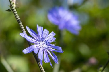 Cichorium intybus Common chicory wild bright blue flower in bloom, perennial herbaceous flowering bachelor's buttons field plants