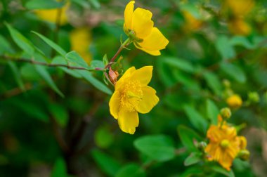 Hypericum androsaemum tutsan çiçek açan parlak sarı çiçekler, çiçek açan meyve bahçeleri