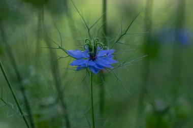 Nigella Damascena parlak mavi süslemeli güzel çiçekli bitkiler, çalılıklardaki aşk çiçekleri ve yeşil yapraklar