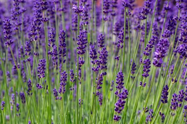 Lavandula angustifolia çiçek demeti, mor kokulu çiçek demeti güzel kokan bitkiler