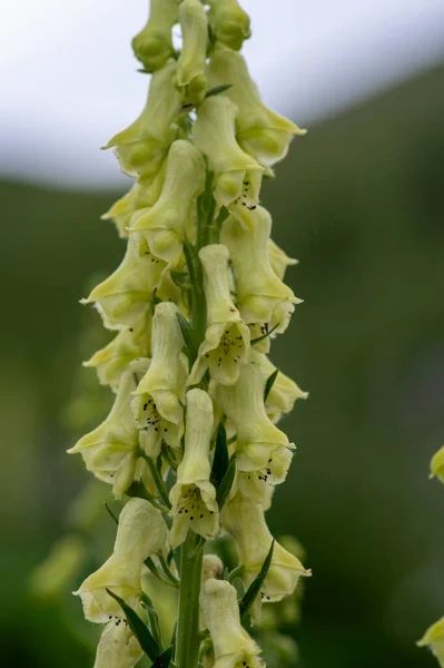 stock image Aconitum lycoctonum wolfs bane flowering plant, field of green yellow flowers in bloom, in slovenian mountains