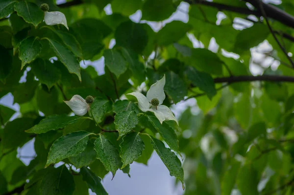 コーナス フロリダ コーネリアンの木白い退色した開花植物 ドッグウッドの春の観賞用低木の花弁の花を緑色の葉で咲かせます — ストック写真