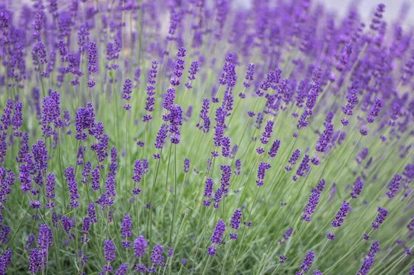 Lavandula Angustifolia Bunch Flowers Bloom Purple Scented Flowering Bouquet Smelling — Stock Photo, Image