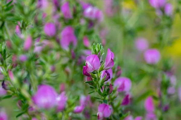 Ononis Spinosa Lys Rosa Hvit Vill Blomstrende Plante Slovensk Alpin – stockfoto