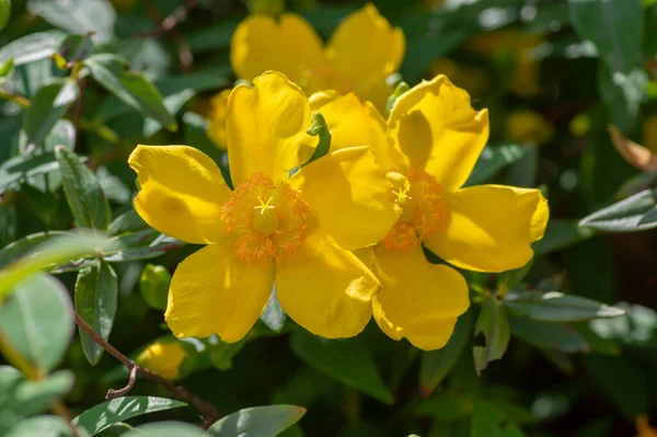 Hypericum Androsaemum Tutsan Bright Yellow Flowers Bloom Ornamental Flowering Petal — Stock Photo, Image