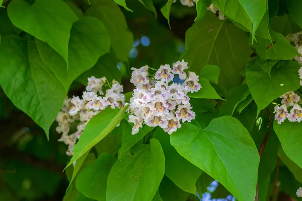 Catalpa Bignonioides Indischer Bohnenbaum Mittelgroßer Sommergrüner Zierbaum Zweige Mit Blühenden — Stockfoto