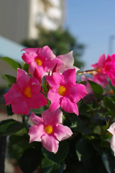 Dipladenia Mandevilla Pink Flower Bloom Rocktrumpet Beautiful Color Ornamental Tropical — Stock Photo, Image