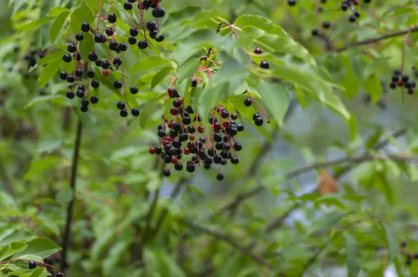 Prunus Padus Pták Třešeň Hackberry Strom Větve Visící Černé Červené — Stock fotografie