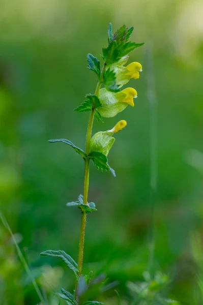 Rhinanthus minor yellow rattle meadow plants in bloom, wild herbaceous annual plant in bloom in the grass