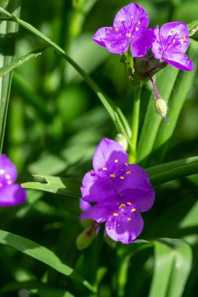 Tradescantia Virginiana Virginia Spiderwort Bright Purple Violet Flowering Plants Three — Stock Photo, Image