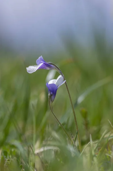 在草甸上开满了花 紫色的蓝色小花 是一种普通的蝴蝶 多年生的肉食性花 — 图库照片