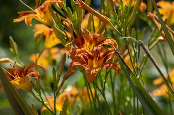 Hemerocallis Fulva Güzel Parlak Turuncu Bitkiler Çiçek Açmış Süs Çiçekleri — Stok fotoğraf