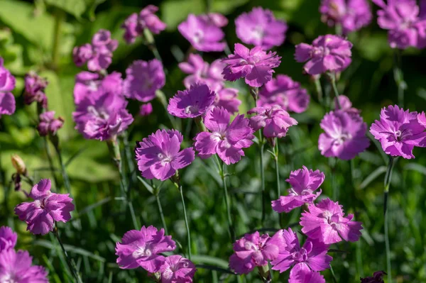 康乃馨 紫罗兰花朵盛开 夏季栽培开花植物 — 图库照片