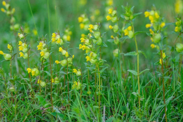 Rhinanthus minor yellow rattle meadow plants in bloom, wild herbaceous annual plant in bloom in the grass