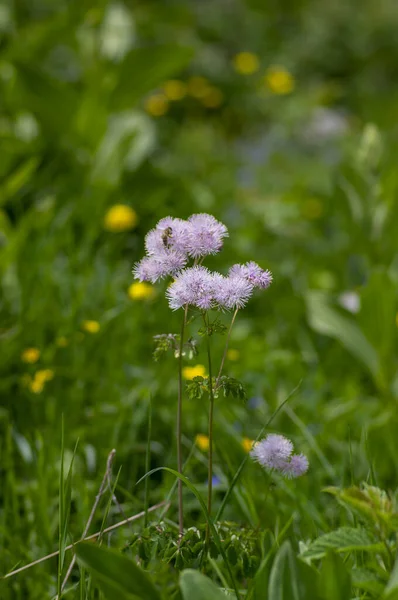 Thalictrum Aquilegiifolium Siberian Columbine Peopy Rue Pink Flower Floom — 스톡 사진