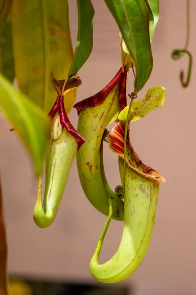 Nepenthes Plantas Carnívoras Jarra Tropical Copas Mono Con Jarras Hojas — Foto de Stock