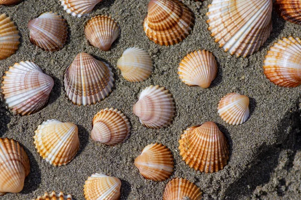 Cerastoderma Edule Adi Midye Kumlu Plajda Boş Deniz Kabukları Basitlik — Stok fotoğraf
