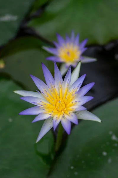 Nymphaea Caerulea Savigny Воды Растения Лилии Цвету Красивые Цветущие Цветы — стоковое фото