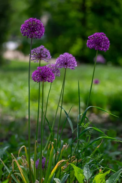 stock image Allium hollandicum persian onion dutch garlic purple sensation rain flowering plant, ornamental flowers in bloom