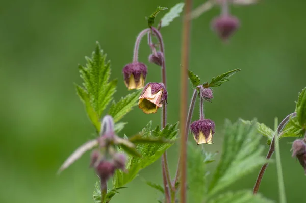 Geum rivale water avens wild flowering plant, purple red and yellow flowers in bloom, italy alps meadow