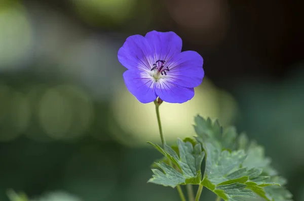 Kraniche Gruppe Von Blumen Blüte Geranium Rozanne Schöne Blüte Blau — Stockfoto