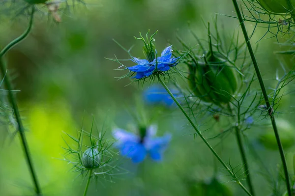 Nigella Damascena Leuchtend Blaue Zierpflanzen Schöne Blühende Pflanzen Liebe Nebel — Stockfoto