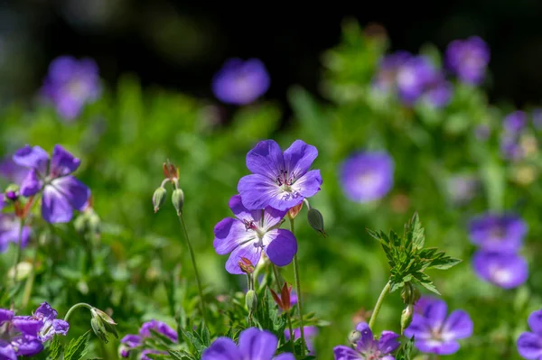 Kraniche Gruppe Von Blumen Blüte Geranium Rozanne Schöne Blüte Blau — Stockfoto
