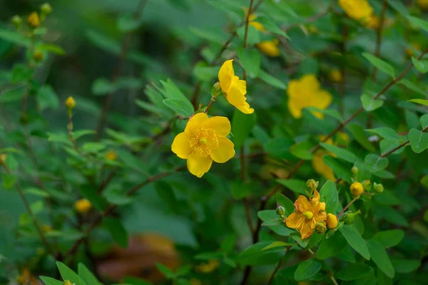 Hypericum Androsaemum Tutsan Flores Amarelas Brilhantes Flor Planta Jardim Pétala — Fotografia de Stock