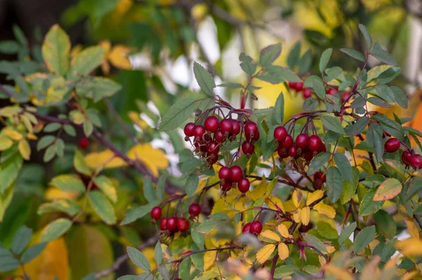 赤い熟した果実を持つローザ グラウカ落葉性の赤い葉の棘のある低木 腰と黄色の秋の葉を持つ赤い葉のバラの枝 — ストック写真
