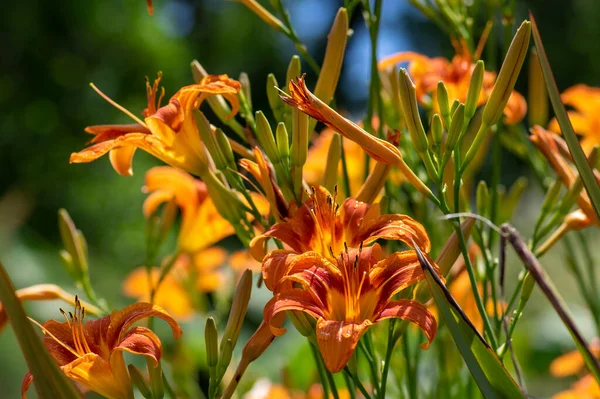 Hemerocallis Fulva Güzel Parlak Turuncu Bitkiler Çiçek Açmış Süs Çiçekleri — Stok fotoğraf