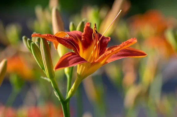 Hemerocallis Fulva Hermosas Plantas Color Naranja Brillante Flor Flores Florecientes — Foto de Stock