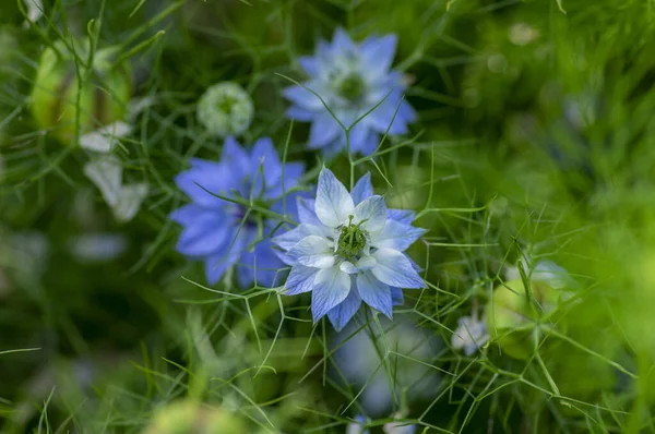 Nigella Damascena Leuchtend Blaue Zierpflanzen Schöne Blühende Pflanzen Liebe Nebel Stockbild