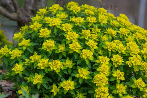 장식물인 노란색 정원에서 부스럼 식물을 쿠션으로 스톡 사진