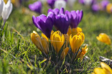 Çiçekli tarla vernus bitkileri, bir grup parlak renkli ilkbahar çiçekleri çiçek, yeşil çimenler