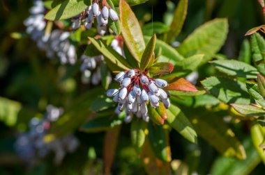 Berberis julianae keklik üzümü. Sonbaharda yaprakları yeşil, yaprakları sarı ve dalları mavi böğürtlenli böğürtlen.