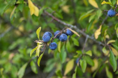 Prunus spinosa blackthorn sloe with blue ripening fruit on funches with leaves early umn