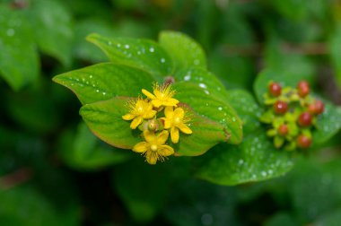 Hypericum androsaemum tutsan çiçek açan parlak sarı çiçekler, çiçek açan meyve bahçeleri